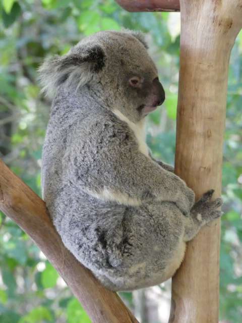 Eingeklemmter Koala
