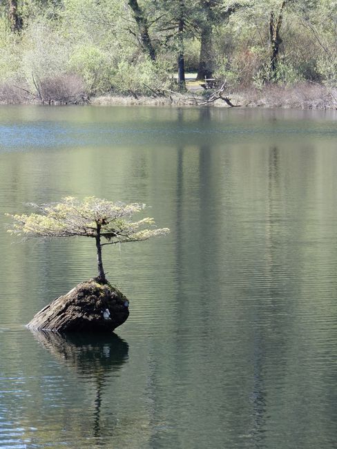 Bonsai im Fairy Lake
