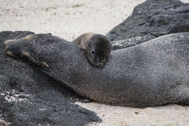 Galapagos & Ecuador: Hello sea lion, may I sit next to you?