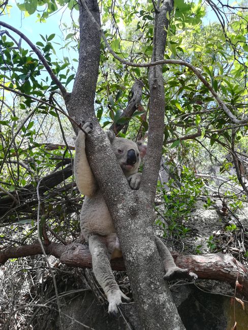 Magnetic Island (Townsville) - auf der Suche nach wilden Koalas 🐨