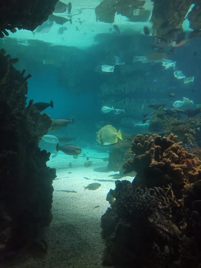 Балтиморський акваріум