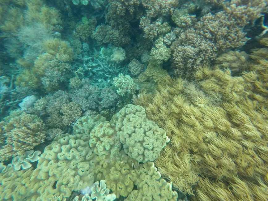 Great Barrier Reef, Cairns, Australien, 5. März 2023