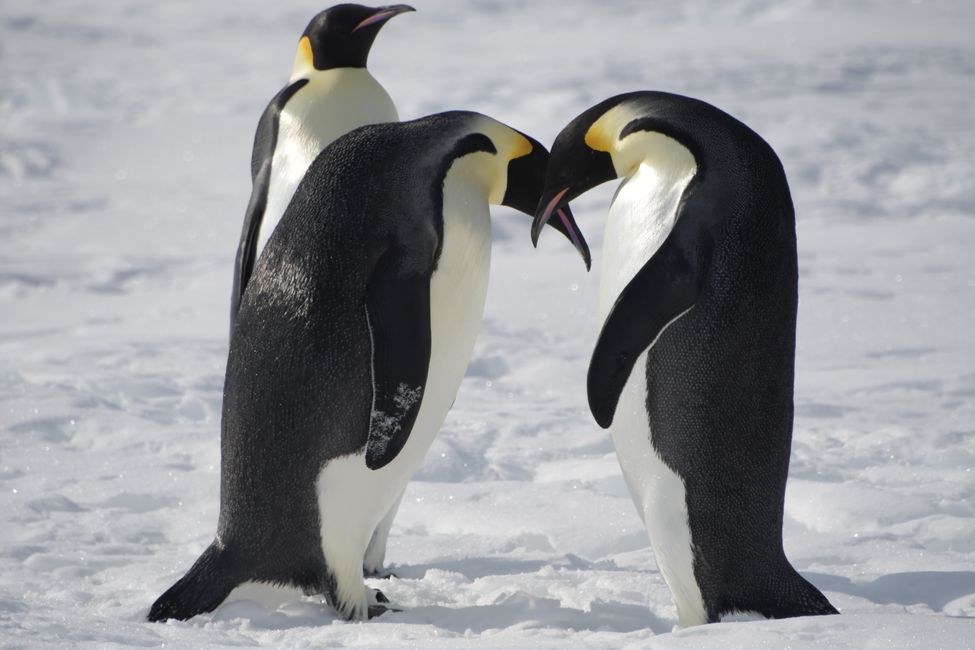 Antarctica - Ross Sea - McMurdo Sound - Emperor Penguins
