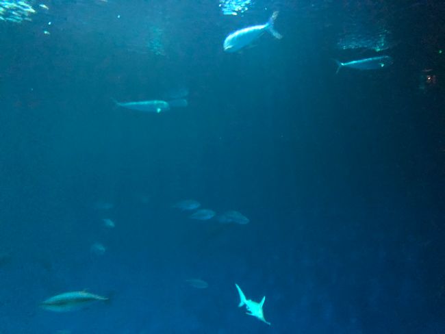 Day 12 - Monterey Bay Aquarium