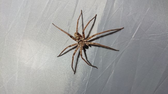Small spider in our tent