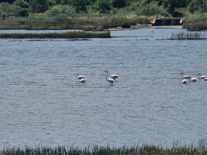 Wir hatten Glück und sahen sogar Flamingos.