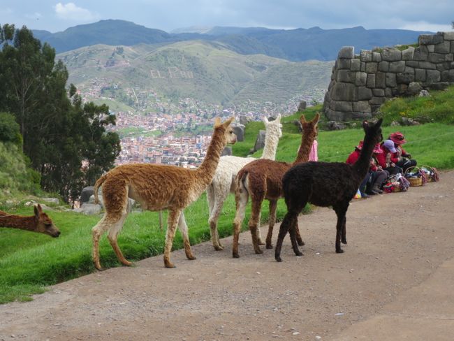 Incaruins and Camelids