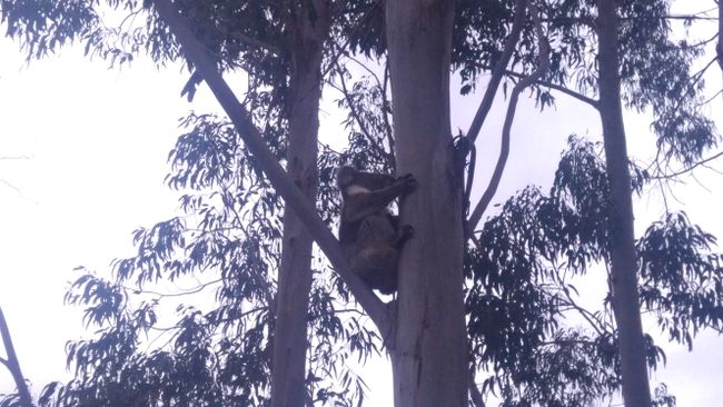 noisy Koala in Mount Magnificient