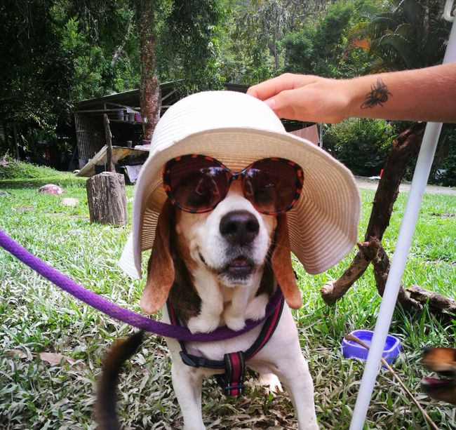 Patcha, eine ältere sture und herzallerliebste Beagle-Dame - hier haben wir ihre Persönlichkeit mal richtig zum Ausdruck gebracht