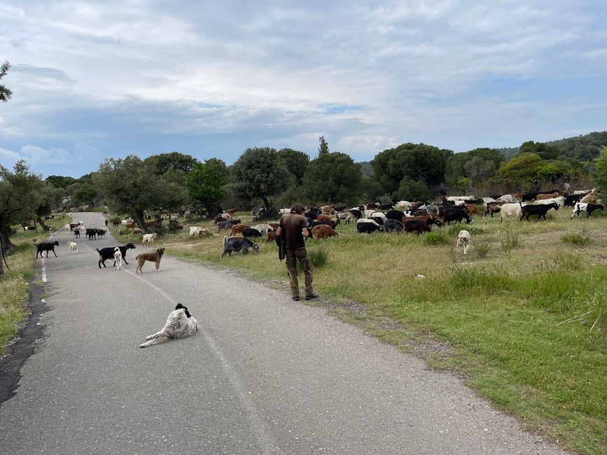 As often before, we have to temporarily interrupt the journey because of a herd of goats