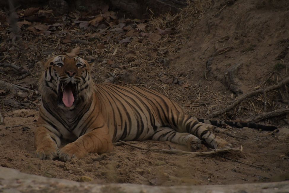 In the Realm of Bengal Tigers: Station 1 - Bandhavgarh