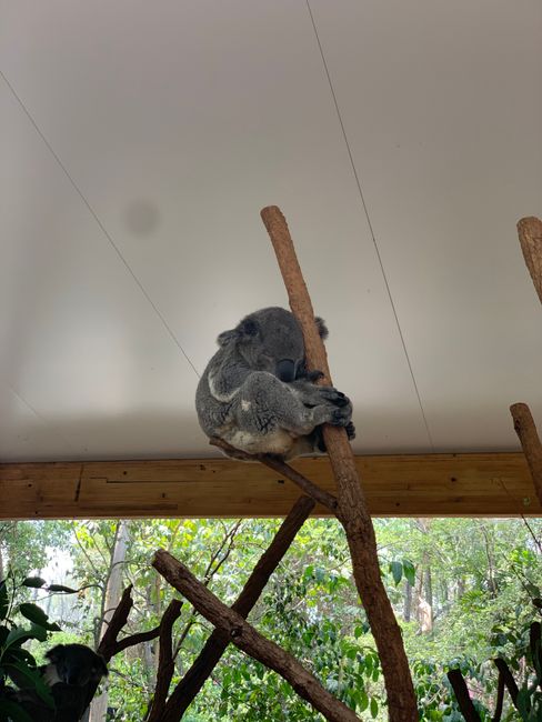 Lone Pine Koala Sanctuary 🦘🐨😍
