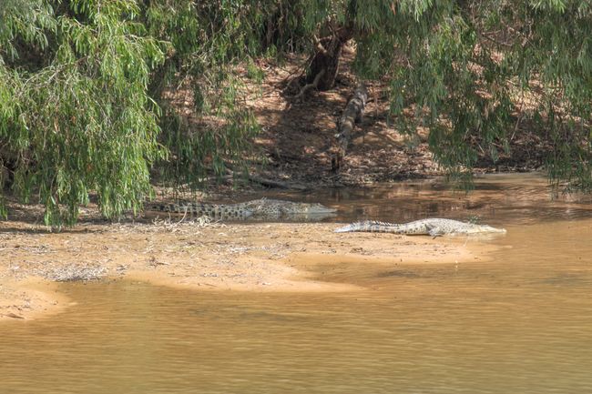 Crocodiles in Mary River National Park