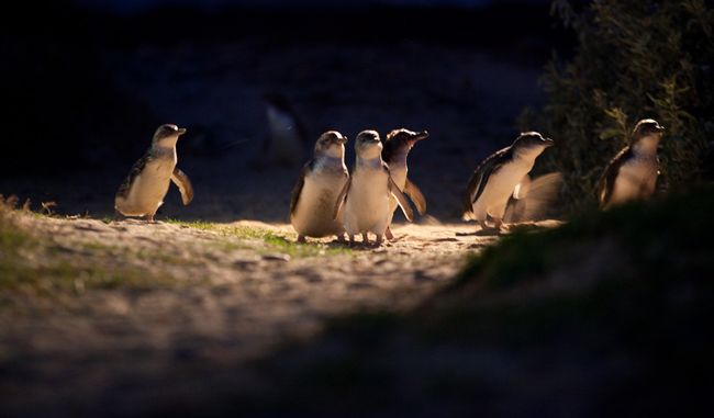 Eine Gruppe von Pinguinen an Land wird "waddle" genannt 