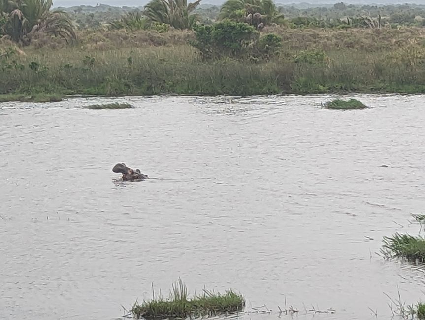 Hippopotame