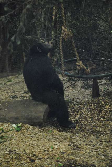 Dublin Zoo (25.09.2016)