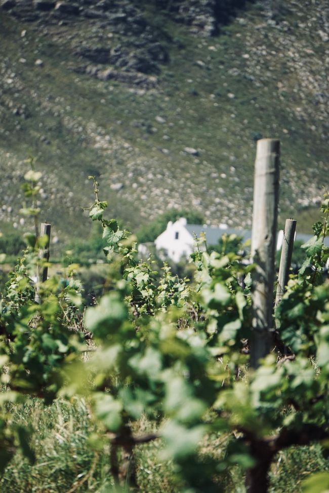 Stellenbosch 
