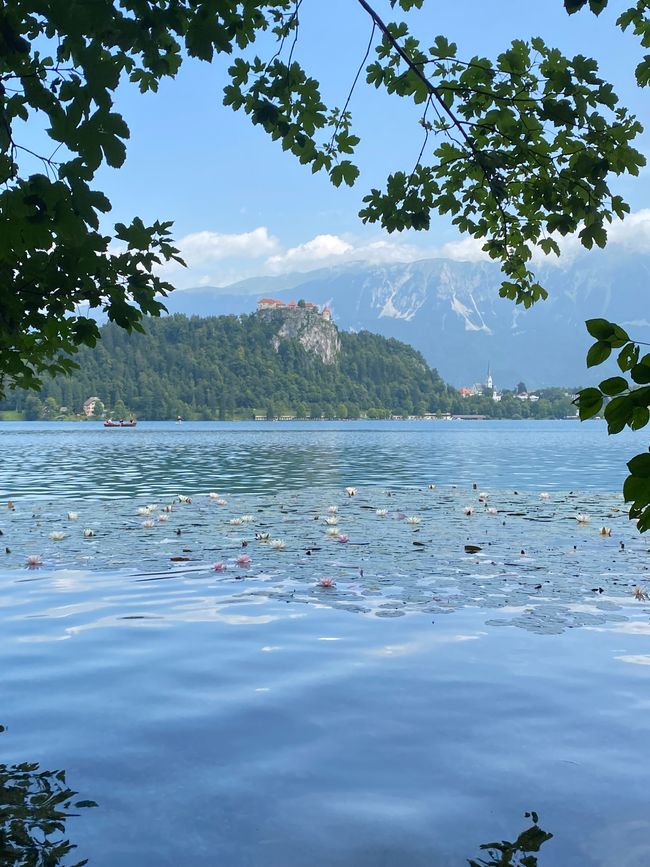 Water lilies on Lake Bled