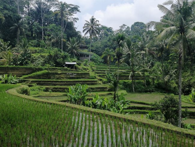 Day 31: Central Bali