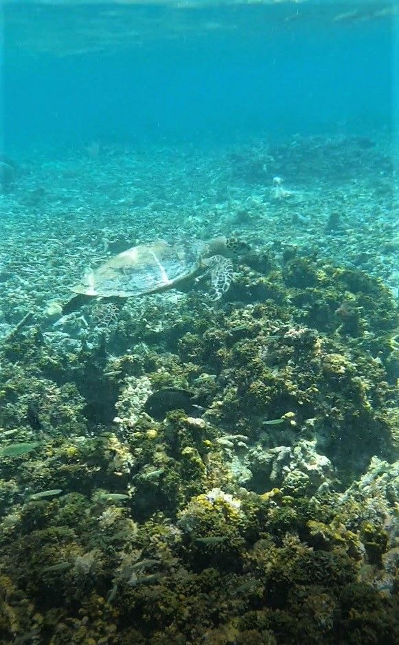Maldives Day 10 - Dream Island with Turtle 🐢
