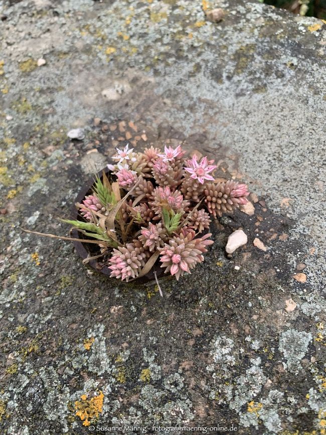 Flower on the roadside