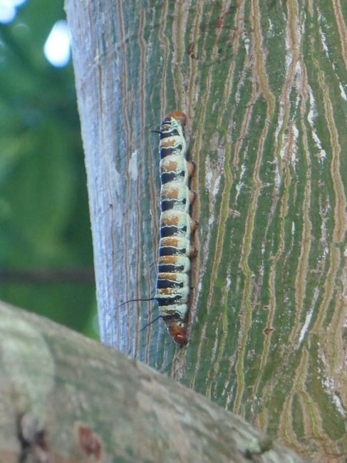 Tikal - Caterpillar