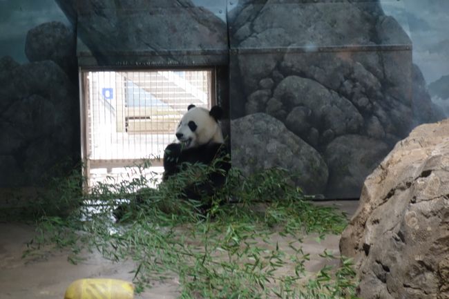 Tian Tian at the Zoo