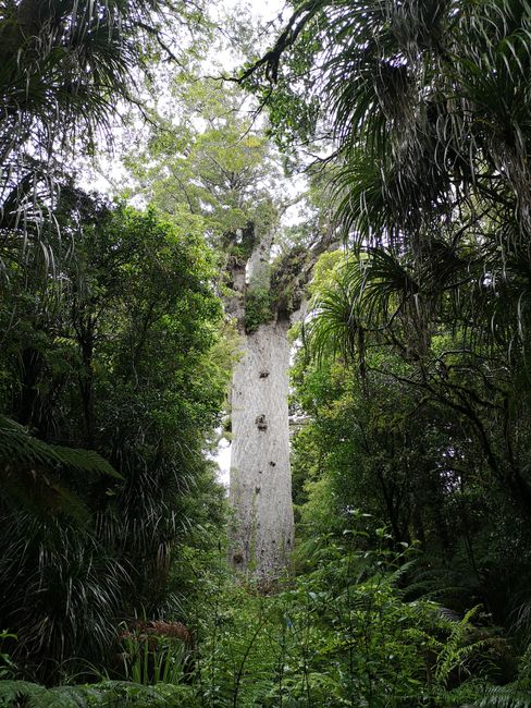 Tane Mahuta: around 2000 years old, 51 meters tall, 13 meters wide