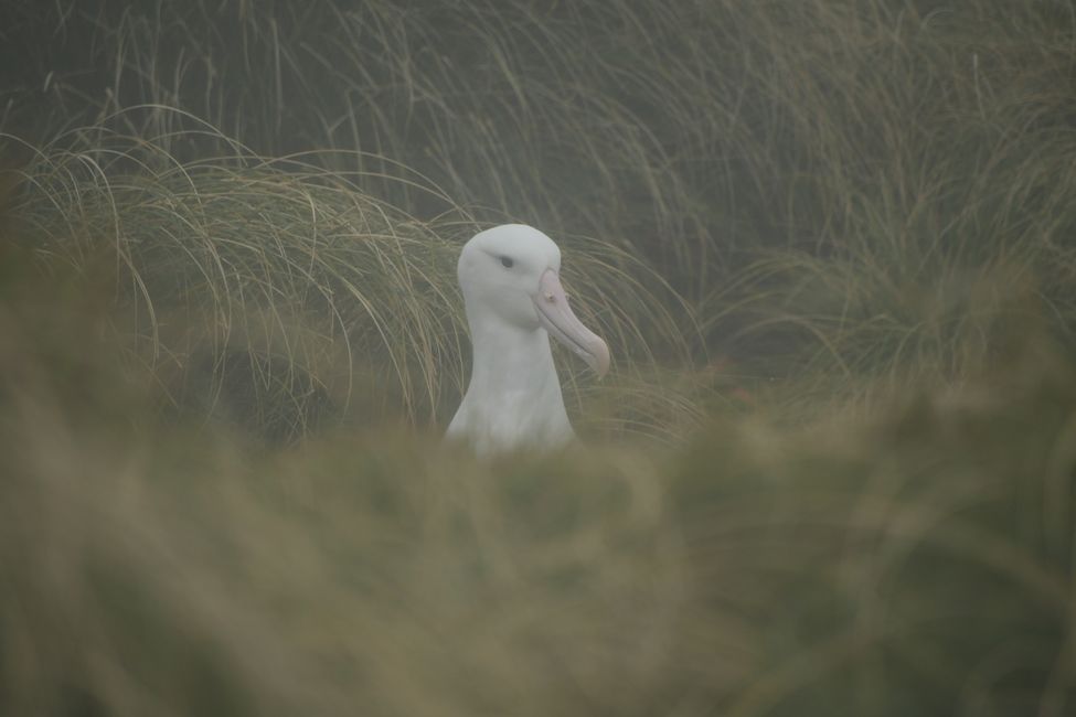Campbell Islands - Breeding Albatross