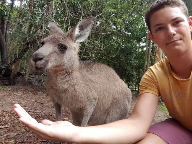Australia markan Zoológico ukan uñt’ayata