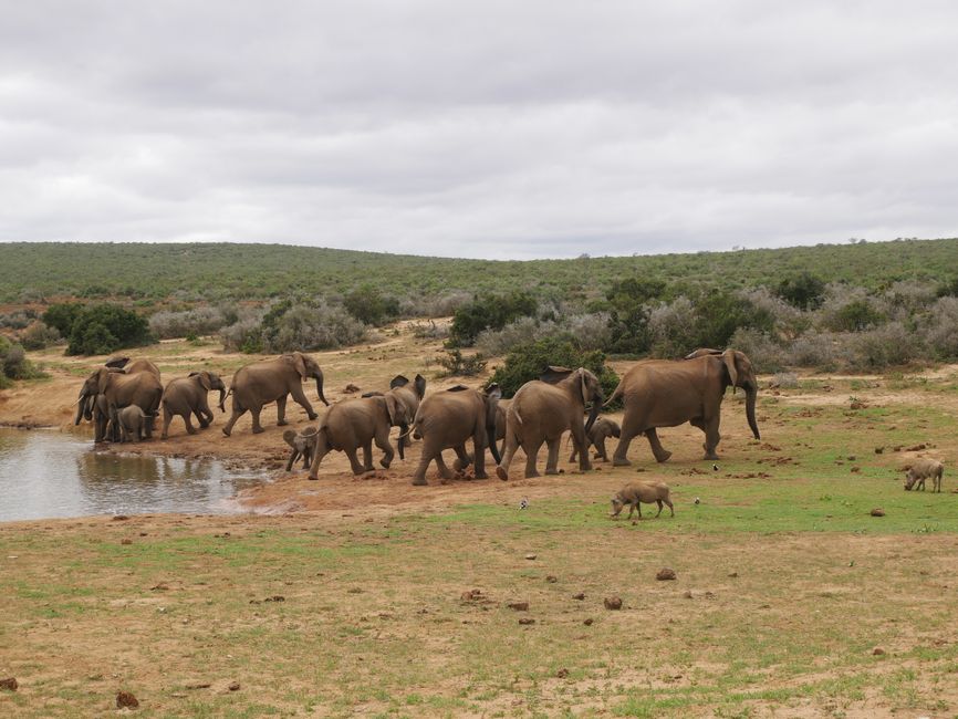Im Addo Elephant Nationalpark