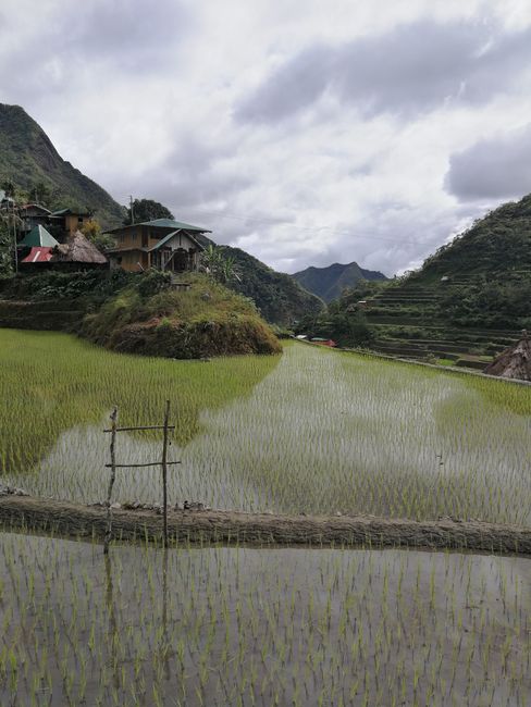 In the rice terraces of Batad and Banaue - Ho Ho Ho 🎅