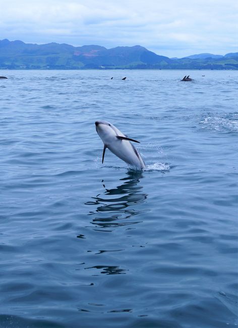 Delphinschwimmen! - Kaikoura