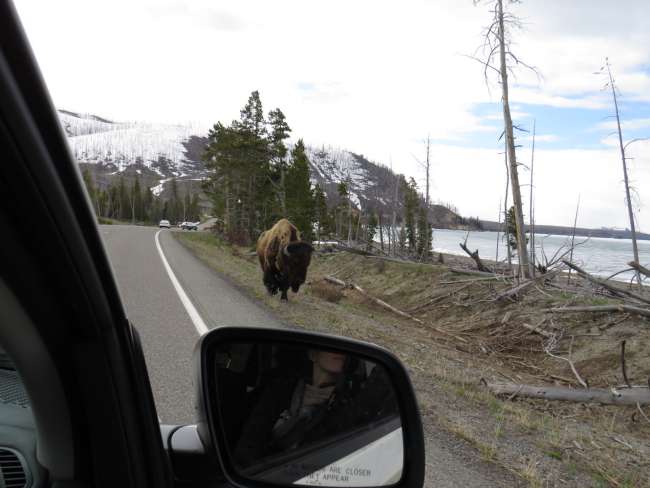 Guyyaa 11: Yellowstone NP karaa Cody gara Buffalo