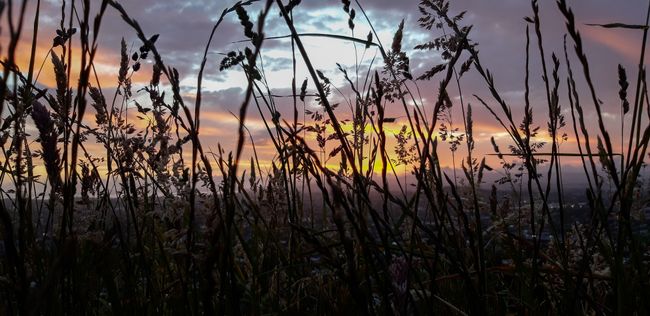der Sonnenuntergang auf dem Mount Eden durch das hohe Gras betrachtet