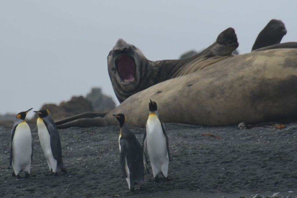 Macquarie Island - Southern Elephant Seal and King Penguins