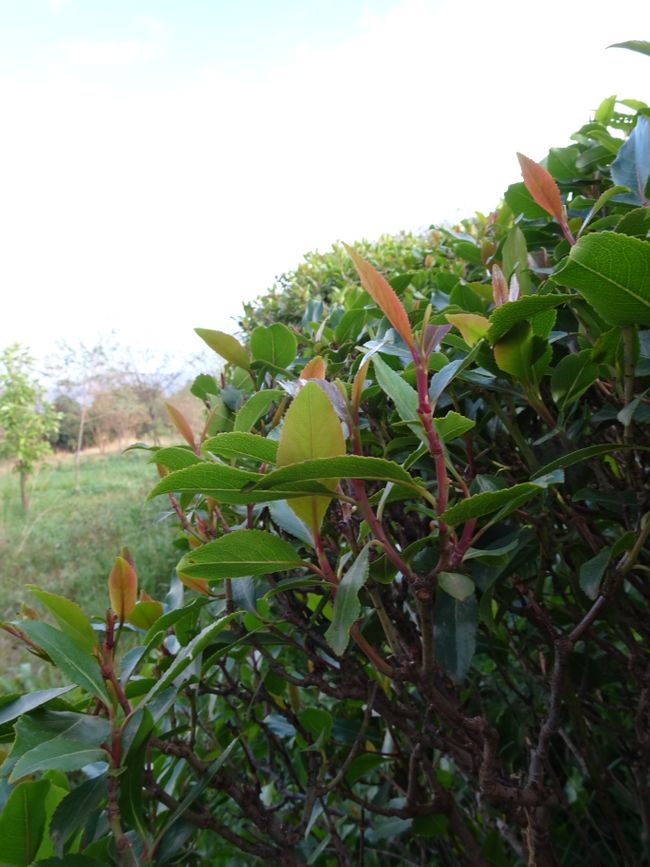 Khat plantation near the camping site