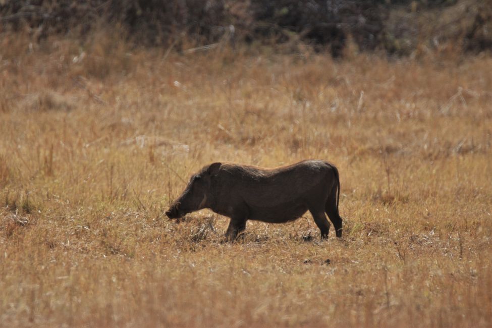 Warthog - Warzenschwein