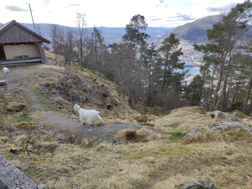 Bergen - Wanderung von Fløyen auf Ulriken