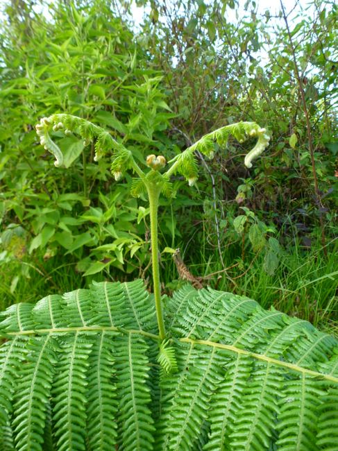 Fern resembling an insect