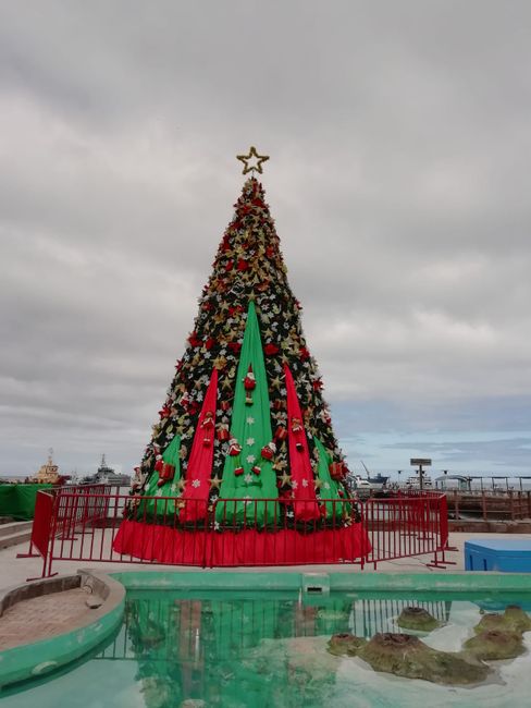 Christmas tree on San Cristobal