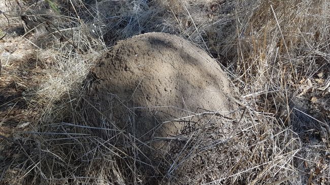 A giant ant hill.