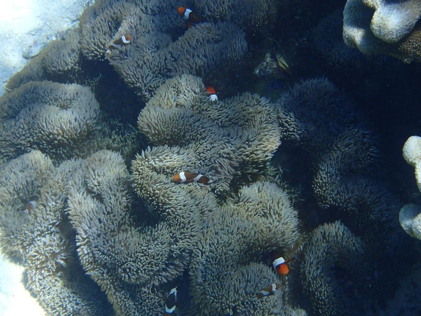 Indonesia - North Sulawesi - Bunaken NP - Clownfish