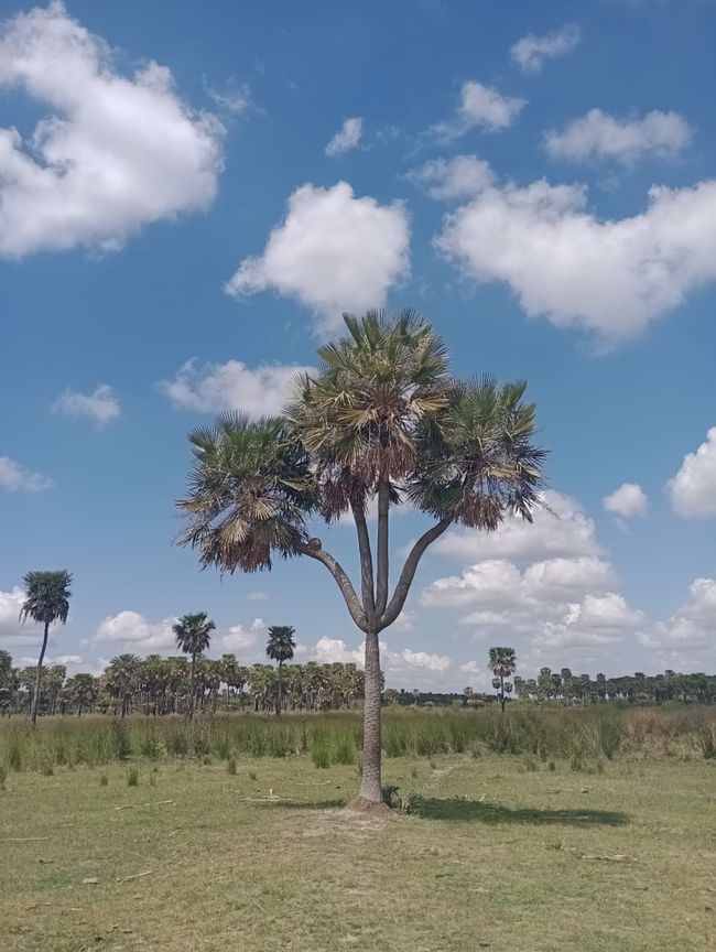 On the same bike tour, there was something else worth seeing: one of the few multi-stemmed palms in the world