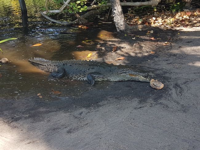 Ventanilla Lagoon - Crocodile