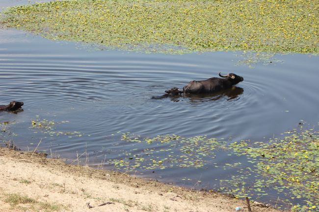 13.08.2018 - Water buffalo, buffalo farm and much more
