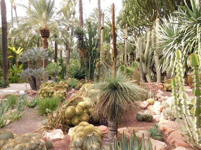 palms and cacti