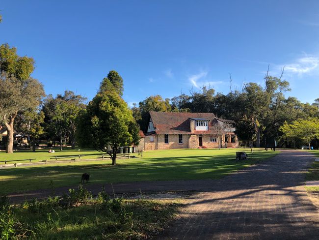 Koalas en el Parque Nacional Yanchep – tan adorables