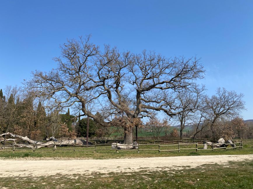 370-year-old oak