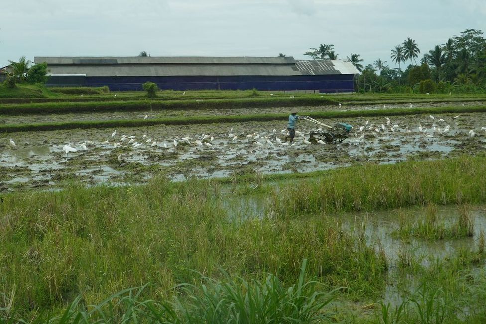 ein frisch gepflügtes Reisfeld ist für die Reiher ein gedeckter Tisch mit Schnecken, Würmern und Egeln